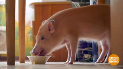 Мини-пиги и мини-пигалицы. Доброе утро. Фрагмент выпуска от 30.05.2019