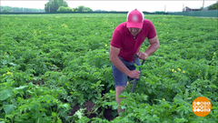 Пора окучивать картошку! Доброе утро. Фрагмент выпуска от 30.05.2019