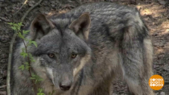 В мире. Волки вернулись. Доброе утро. Фрагмент выпуска от 31.05.2019
