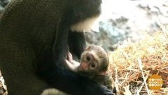 В мире. Детеныш редких обезьян. Доброе утро. Фрагмент выпуска от 17.06.2019