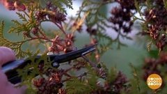 Стрижка для туи. Доброе утро. Фрагмент выпуска от 20.06.2019