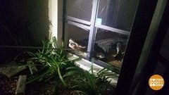 В мире. Аллигатор-захватчик. Доброе утро. Фрагмент выпуска от 21.06.2019