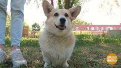 Плюша в гостях у собак-полицейских. Доброе утро. Фрагмент выпуска от 21.06.2019