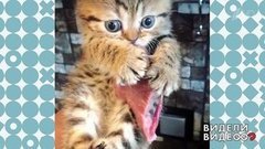 Котенок с куском говядины. Видели видео? Фрагмент выпуска от 23.06.2019