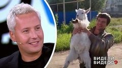 Пародии на Витаса: поют хаски, коза и чихуахуа. Видели видео? Фрагмент выпуска от 23.06.2019