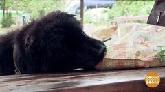 Дмитрий Талабуев и собака-воровка. Доброе утро. Фрагмент выпуска от 24.06.2019