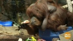 В мире. Старейшая обезьяна. Доброе утро. Фрагмент выпуска от 25.06.2019