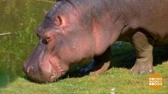 В мире. Родился бегемотик. Доброе утро. Фрагмент выпуска от 26.06.2019