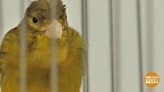 Пой, птичка! Доброе утро. Фрагмент выпуска от 26.06.2019