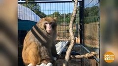 В мире. Убежище для приматов. Доброе утро. Фрагмент выпуска от 27.06.2019