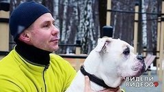 Один дома: бульдог певца Мити Фомина. Видели видео? Фрагмент выпуска от 30.06.2019