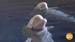 В мире. Убежище для белух. Доброе утро. Фрагмент выпуска от 01.07.2019