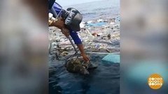 В мире. Спасли черепах. Доброе утро. Фрагмент выпуска от 01.07.2019