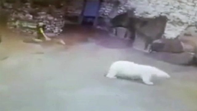 Уборщица в Московском зоопарке остановила белого медведя веником. Хиты интернета