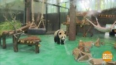 В мире. Подарки для панд. Доброе утро. Фрагмент выпуска от 02.07.2019