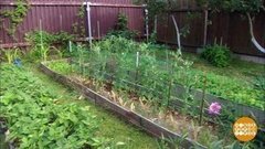 Берегитесь, сорняки! Доброе утро. Фрагмент выпуска от 02.07.2019