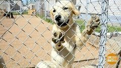 Пограничные собаки — лучшие из лучших! Доброе утро. Фрагмент выпуска от 04.07.2019