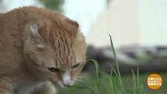 Как спасали Рыжего. Доброе утро. Фрагмент выпуска от 08.07.2019