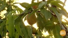 Абрикосовая каша и пушистые персики. Доброе утро. Фрагмент выпуска от 09.07.2019