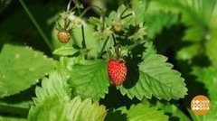 Земляничная пора. Доброе утро. Фрагмент выпуска от 09.07.2019