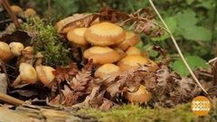 Грибы пошли! Доброе утро. Фрагмент выпуска от 10.07.2019