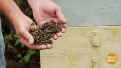 Помогите пчелам! Доброе утро. Фрагмент выпуска от 11.07.2019