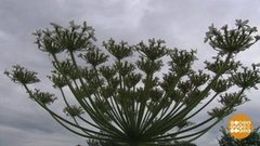 Как победить борщевик. Доброе утро. Фрагмент выпуска от 11.07.2019