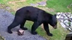 История про отважного пса, которая не оставила равнодушными пользователей интернета