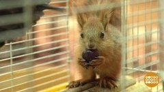 А у нас белочка! Доброе утро. Фрагмент выпуска от 15.07.2019