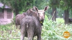 Лосиха, лосиха, дай молочка! Доброе утро. Фрагмент выпуска от 17.07.2019