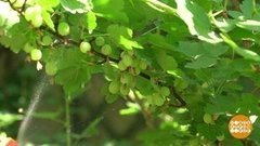 Чтобы ягоды были слаще. Доброе утро. Фрагмент выпуска от 17.07.2019