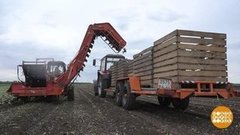 Ранние арбузы и экспериментальная картошка. Доброе утро. Фрагмент выпуска от 19.07.2019