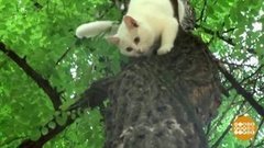 Спасите котенка! Доброе утро. Фрагмент выпуска от 22.07.2019