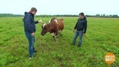 Гектар. Как дальневосточный, только ленинградский. Доброе утро. Фрагмент выпуска от 23.07.2019