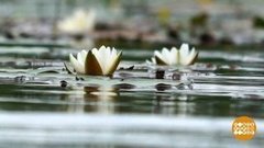 А я озеро узнаю по кувшинке… Доброе утро. Фрагмент выпуска от 23.07.2019