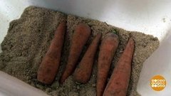 Свеклу — в глину, морковку — в песок. Доброе утро. Фрагмент выпуска от 24.07.2019