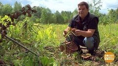 Грибы пошли! И мы за ними… Доброе утро. Фрагмент выпуска от 25.07.2019