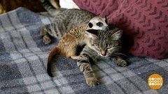 Сурикат Шурик и его подружки. Доброе утро. Фрагмент выпуска от 30.07.2019