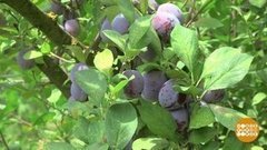 Урожай — по банкам! Доброе утро. Фрагмент выпуска от 30.07.2019