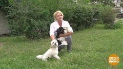 Маленькая собачка на прогулке. Доброе утро. Фрагмент выпуска от 31.07.2019