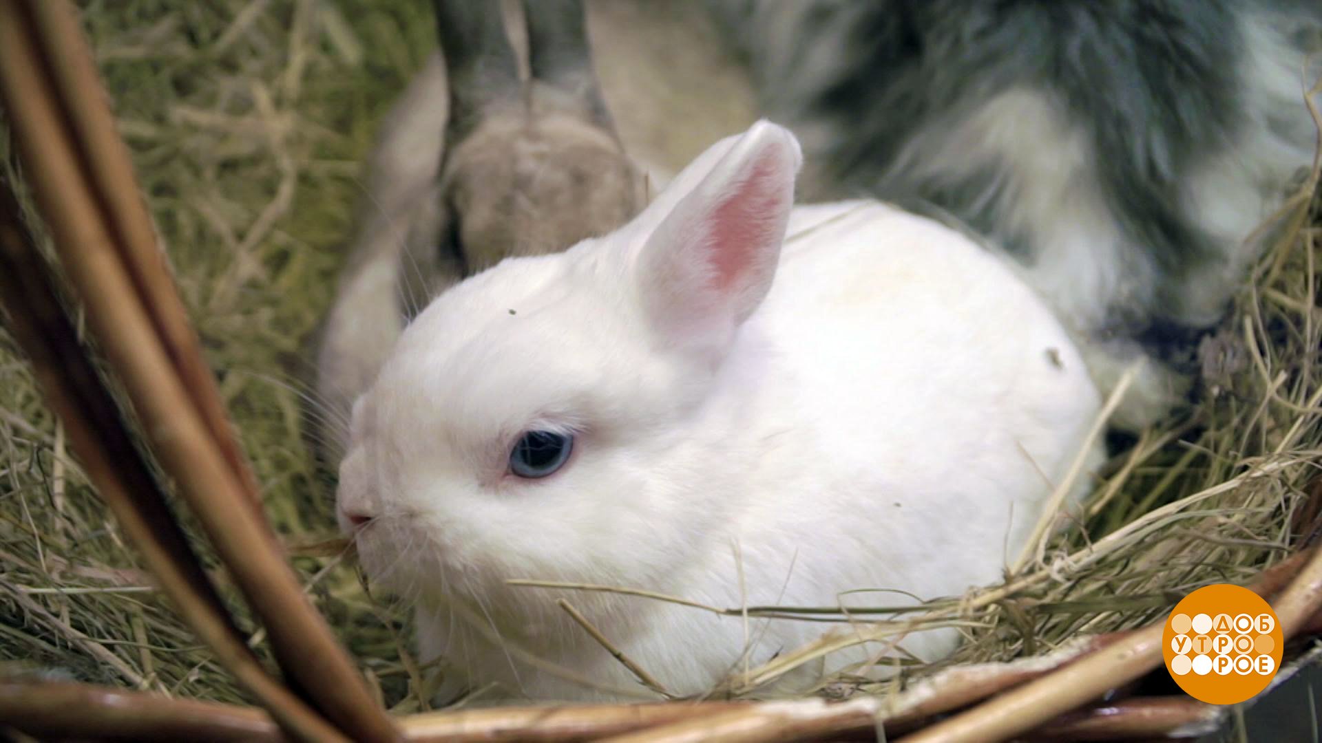 Включи видео кролики. Добрый кролик. Доброе утро кролик. Видео про кроликов.