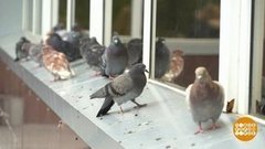 Птицы, кыш! Доброе утро. Фрагмент выпуска от 02.08.2019