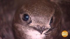 Спасите стрижа! Доброе утро. Фрагмент выпуска от 05.08.2019