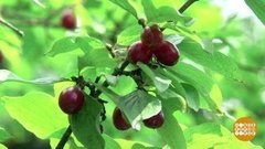 Кизил — это не кисло! Доброе утро. Фрагмент выпуска от 06.08.2019