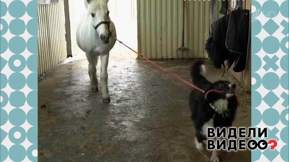 Бордер-колли — коневод. Видели видео? Фрагмент выпуска от 11.08.2019