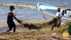 В мире. Нашествие водорослей. Доброе утро. Фрагмент выпуска от 12.08.2019