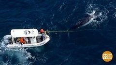 В мире. Спасение кита. Доброе утро. Фрагмент выпуска от 12.08.2019