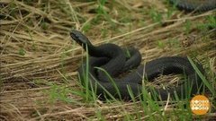 Какая ты, гадюка? Доброе утро. Фрагмент выпуска от 13.08.2019