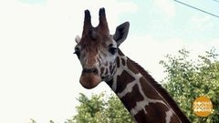 Жирафа Сонечка и другие ленинградские звери. Доброе утро. Фрагмент выпуска от 14.08.2019