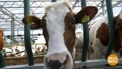 В мире. Плавающая ферма. Доброе утро. Фрагмент выпуска от 15.08.2019